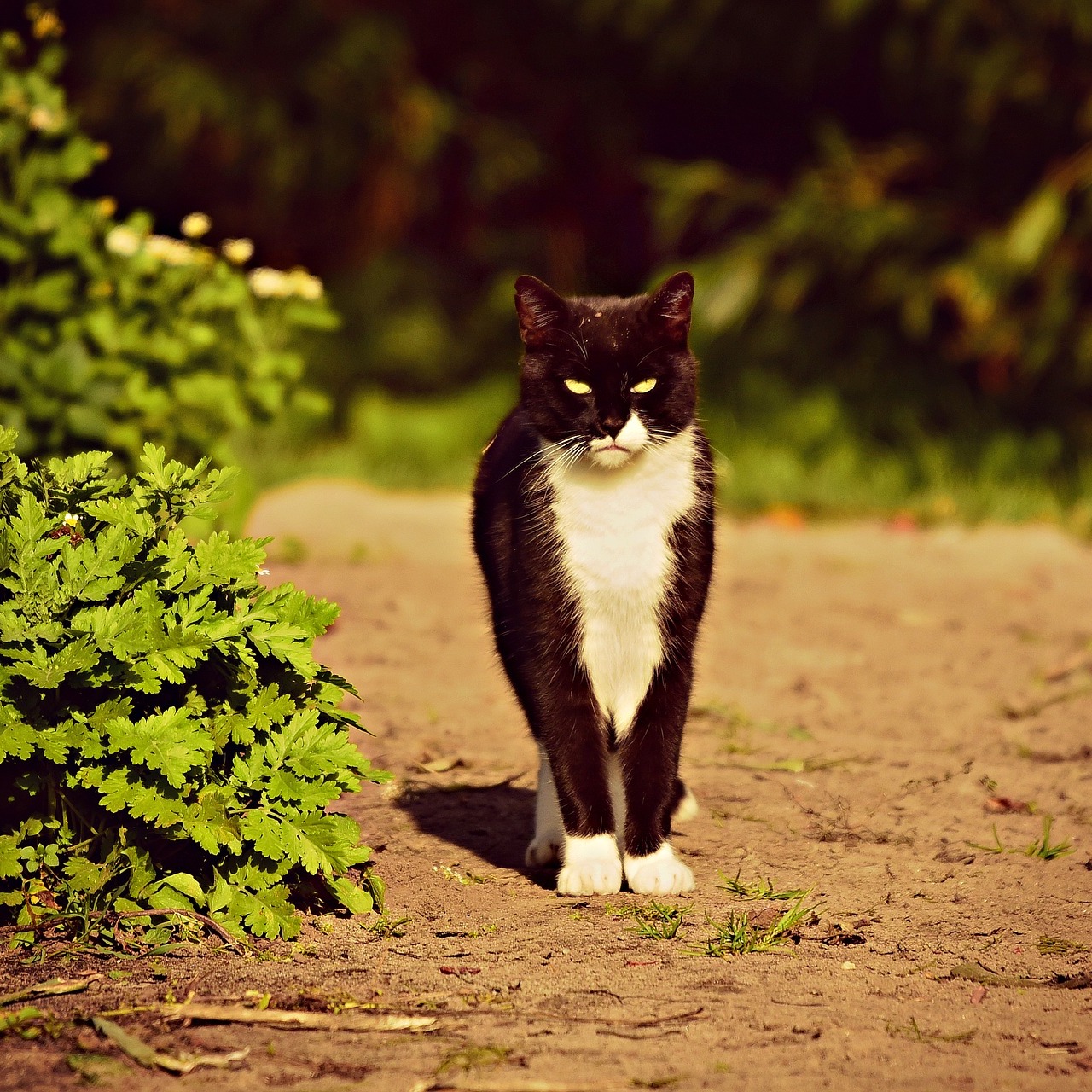 cat2