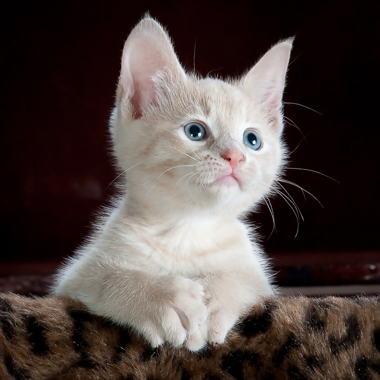 cat1