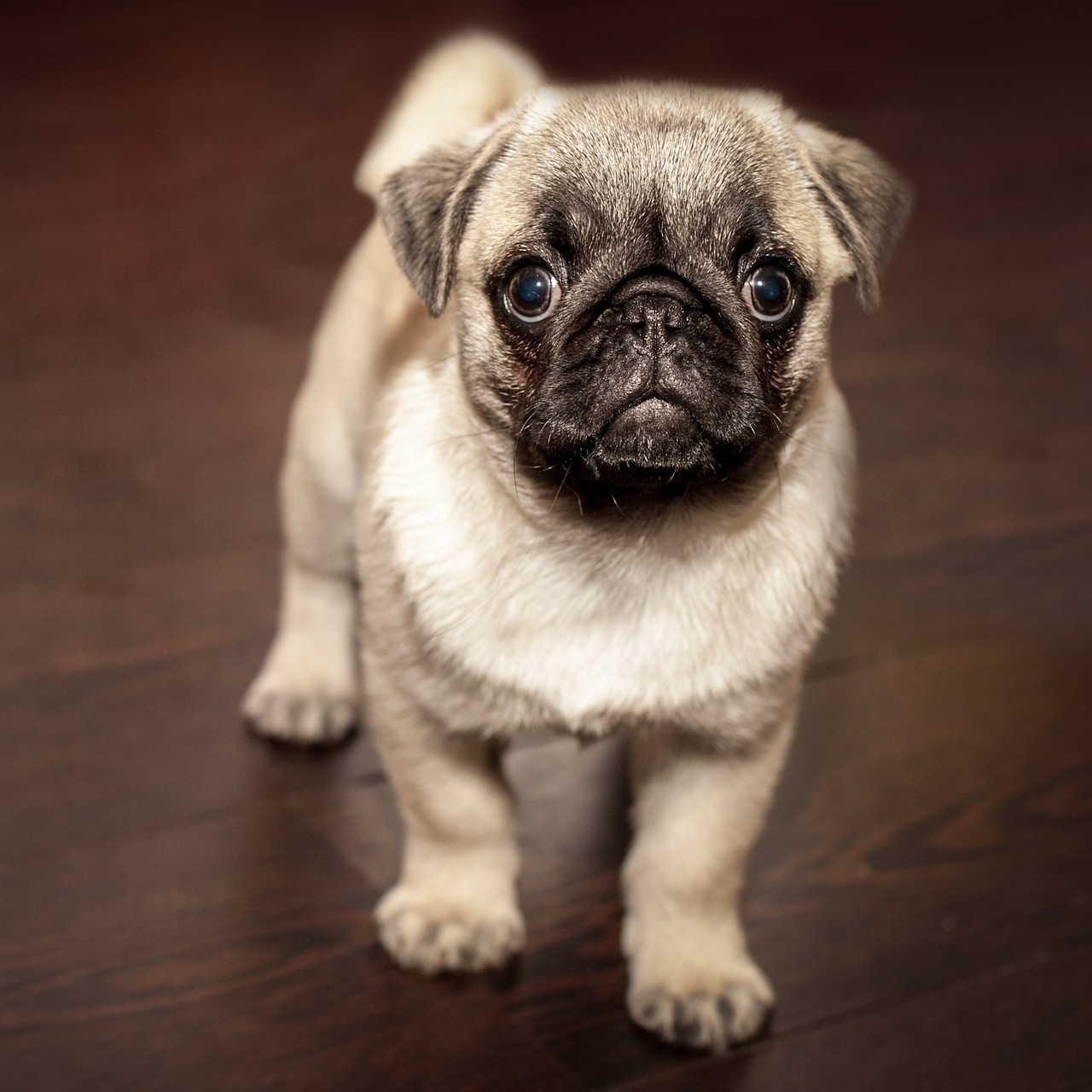 dog1